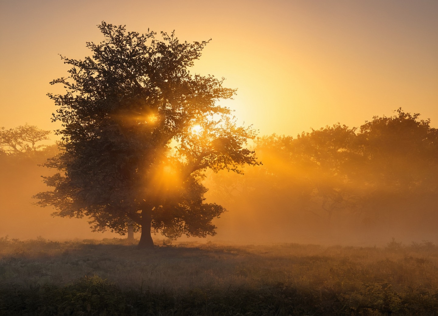 germany, farm, sunrise, horses, sheep, golden light, nature, sunrays