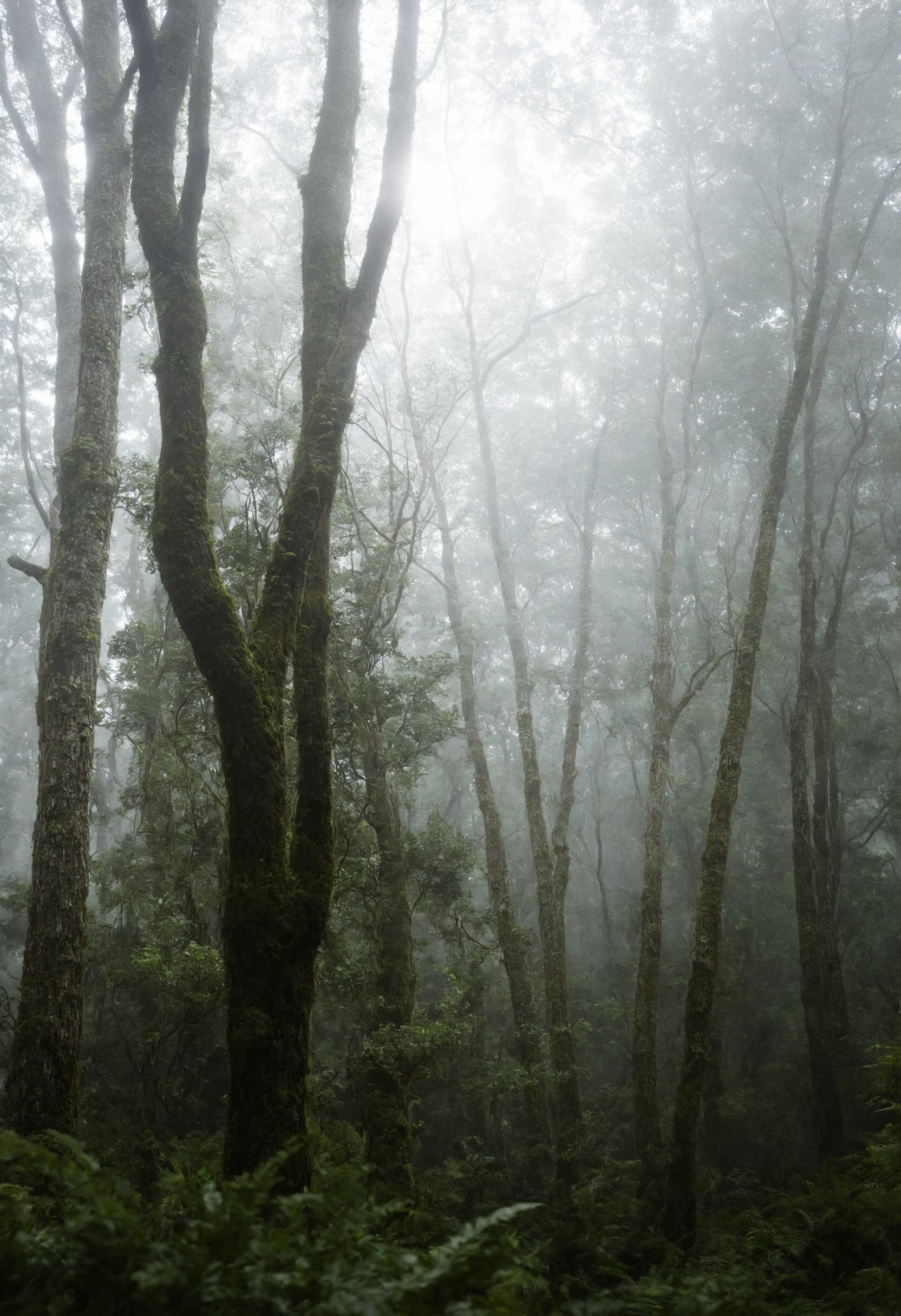 fog, foggy, mist, moody, landscape, forest, nature, beauty, photographers on tumblr, artists on tumblr, original photographers, original photography, photography, aesthetic, washington, pnw, westcoastbestcoast, art, pacific northwest, explore, travel, cottagecore, naturecore, grandmacore, p