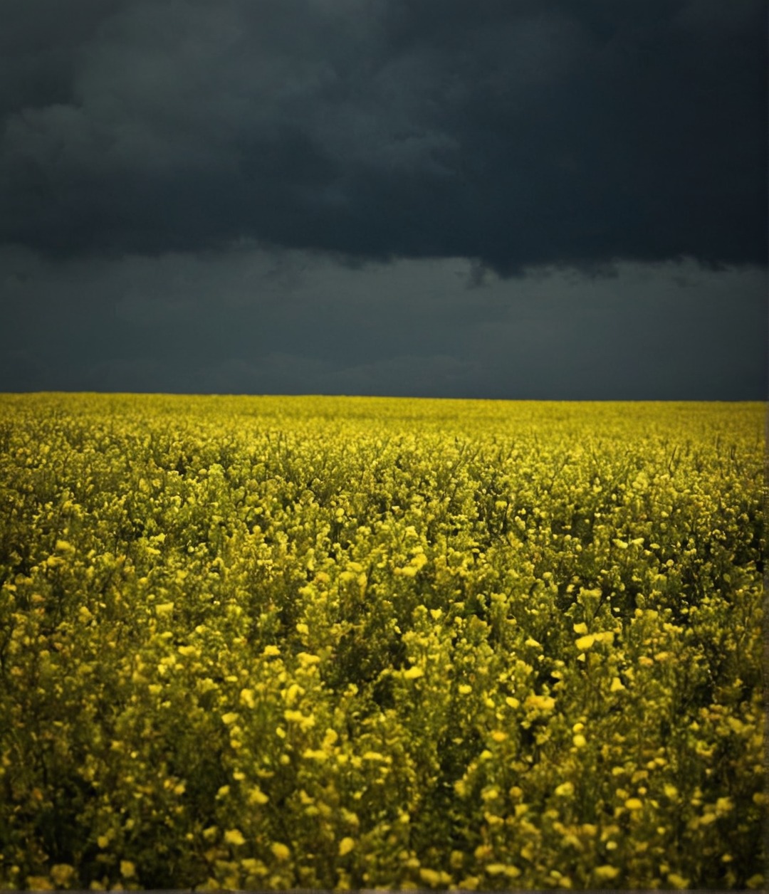 storm, stormy sky, landscape, clouds, fields, aesthetic, nature, naturecore, photography, flowers, curators on tumblr