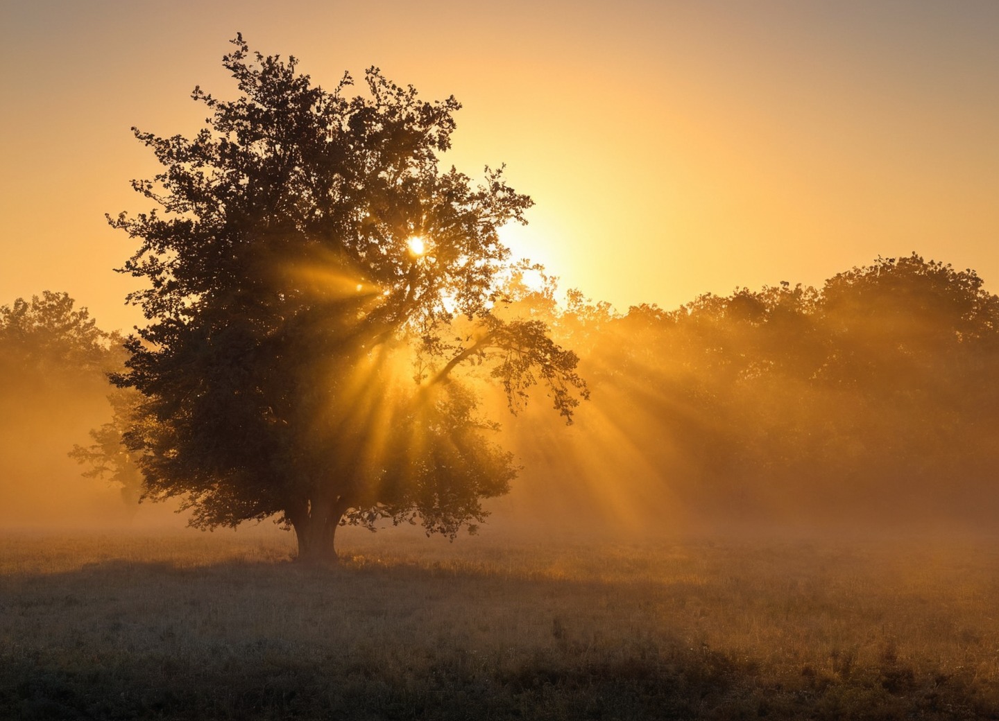 germany, farm, sunrise, horses, sheep, golden light, nature, sunrays