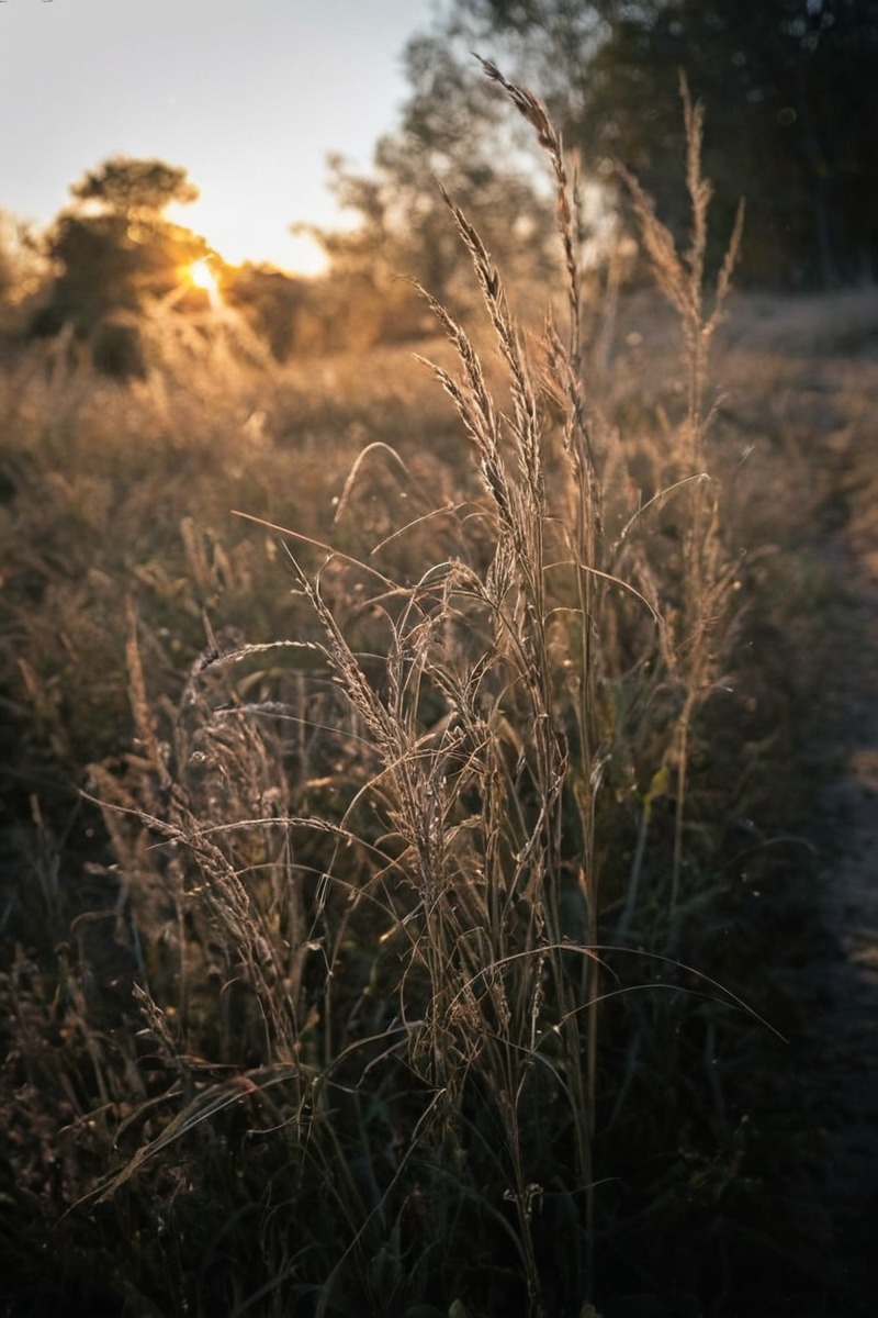 landscapephotography, macrophotography, flowerphotography, naturallight, plants, naturephotography, beauty, photography, autumn, denmark, fall, flower, macro, nature, nordic, october, scandinavia, sun, sunray, sunrise