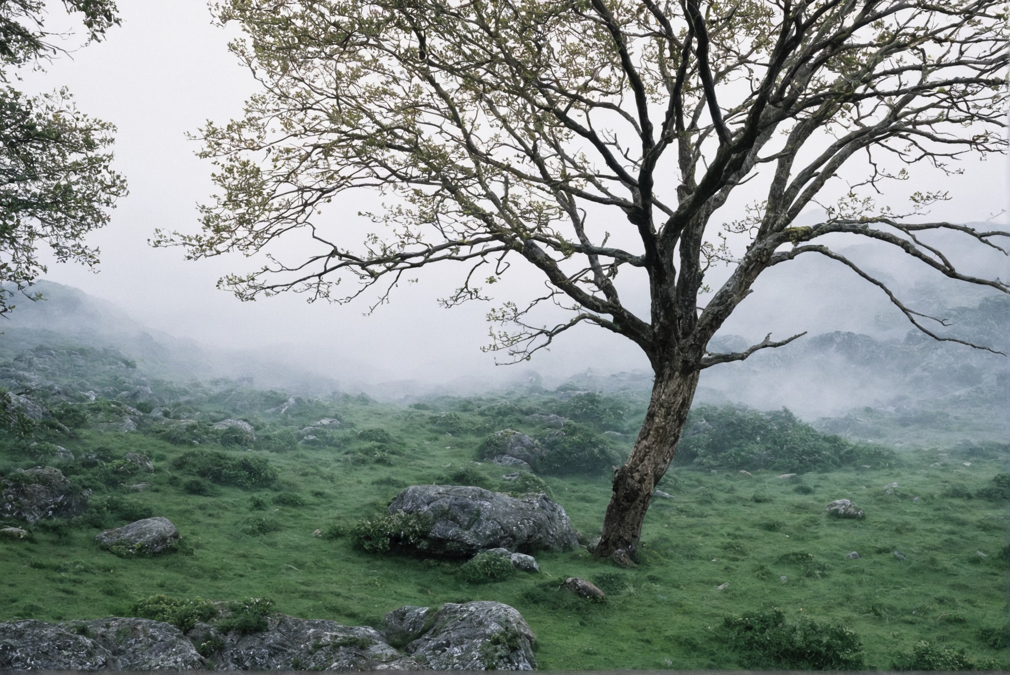 photographers on tumblr, landscape, film photography, artists on tumblr, ireland, trees, 35mm, analog, summer, original photographers, photography, country core