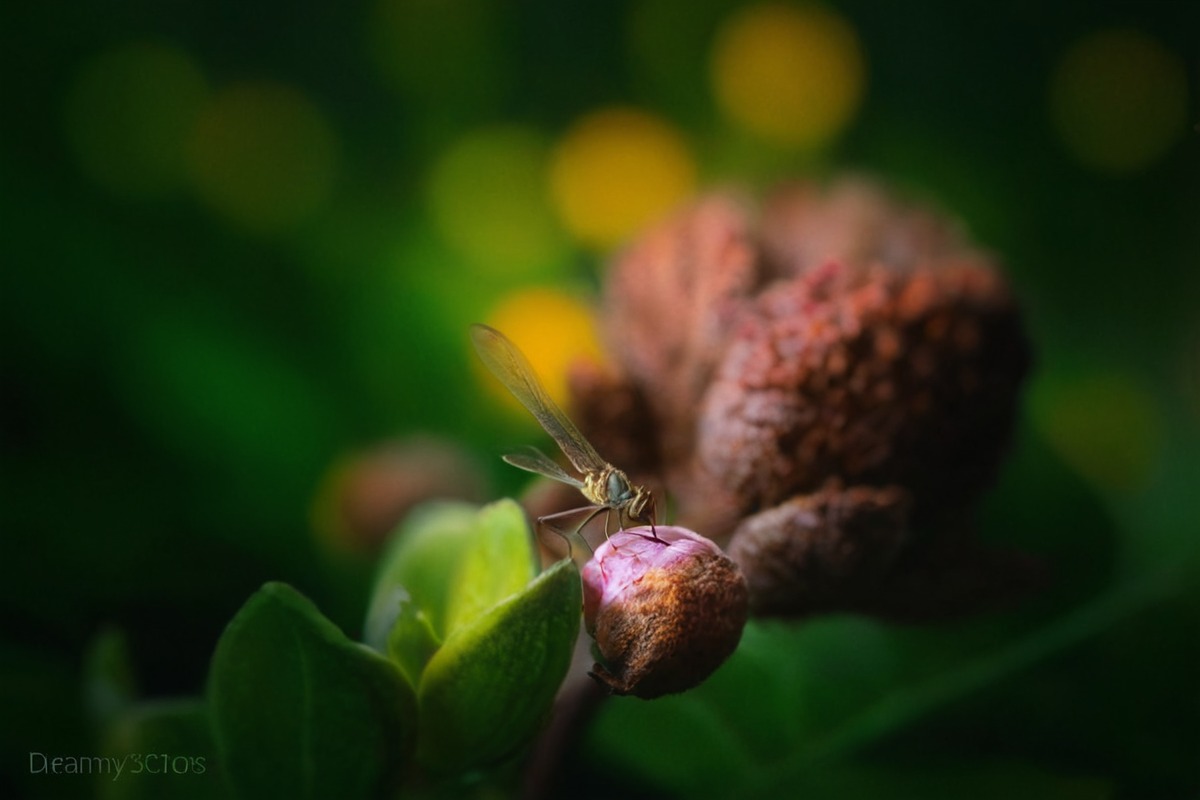 wildlife, naturephotography, macrophotography, closeup, closeupphotography, garden, grass, macro, natu, nature, naturephotograph, outdoor, outdoorphotography, snail, naturebeautiful