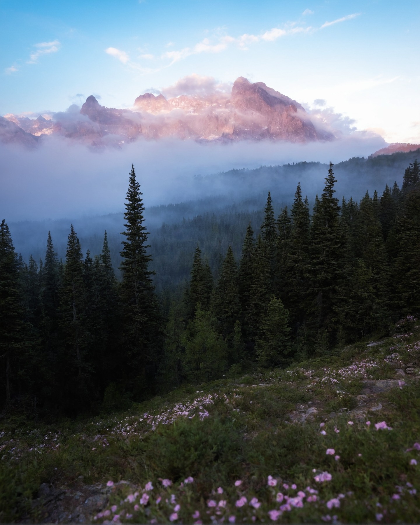 washington, usa, mountains, wildflowers, wilderness