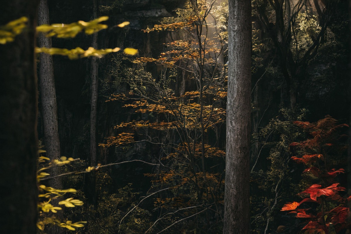 photography, forest, naturephotography, autumn, franconia