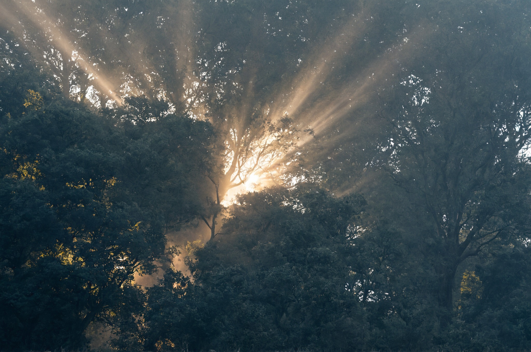 morning, mist, european hare