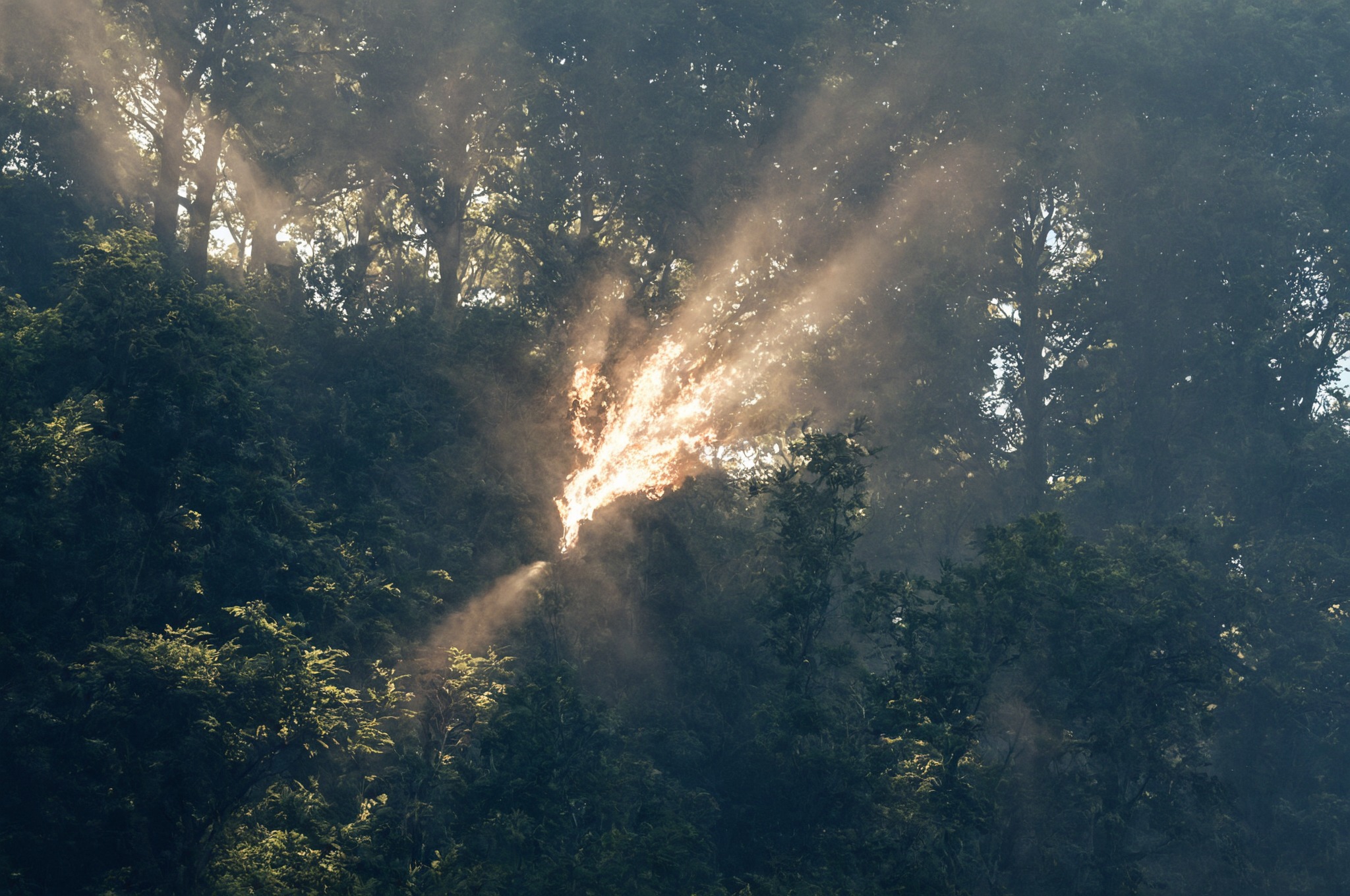 morning, mist, european hare