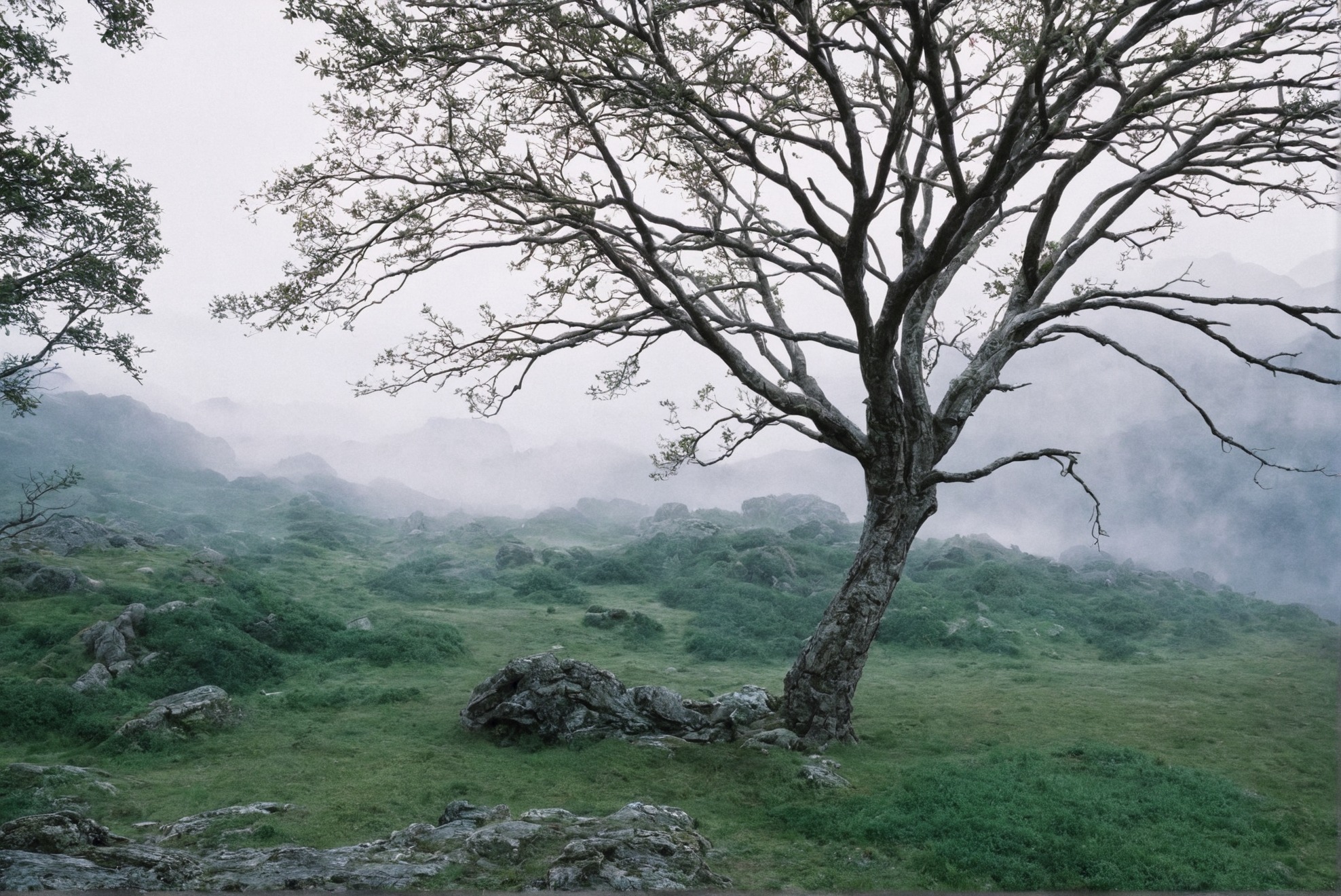 photographers on tumblr, landscape, film photography, artists on tumblr, ireland, trees, 35mm, analog, summer, original photographers, photography, country core