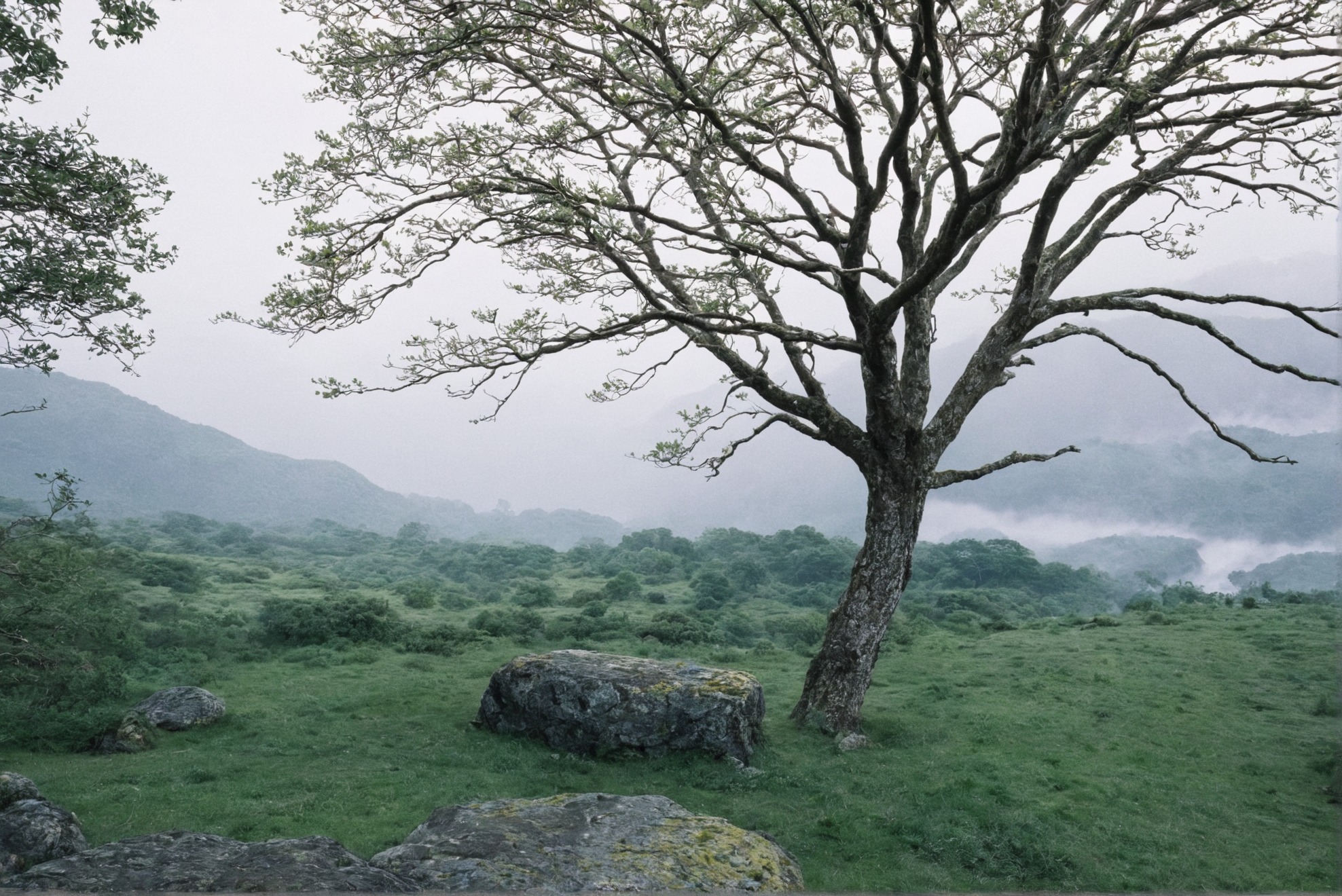 photographers on tumblr, landscape, film photography, artists on tumblr, ireland, trees, 35mm, analog, summer, original photographers, photography, country core