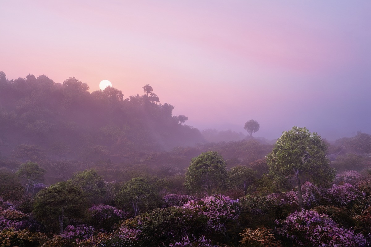 dawn, fog, foggy, haze, hazy, heather, mist, misty, moody, morning, nature, photo, picture, sky, trees, atmosphere, atmospheric, clouds, landscape, landscapephotography, landscapescenery, naturelandscape, naturephotography, peaceful, photograph, photography, purple, sunrise, treescape, moodyphotography