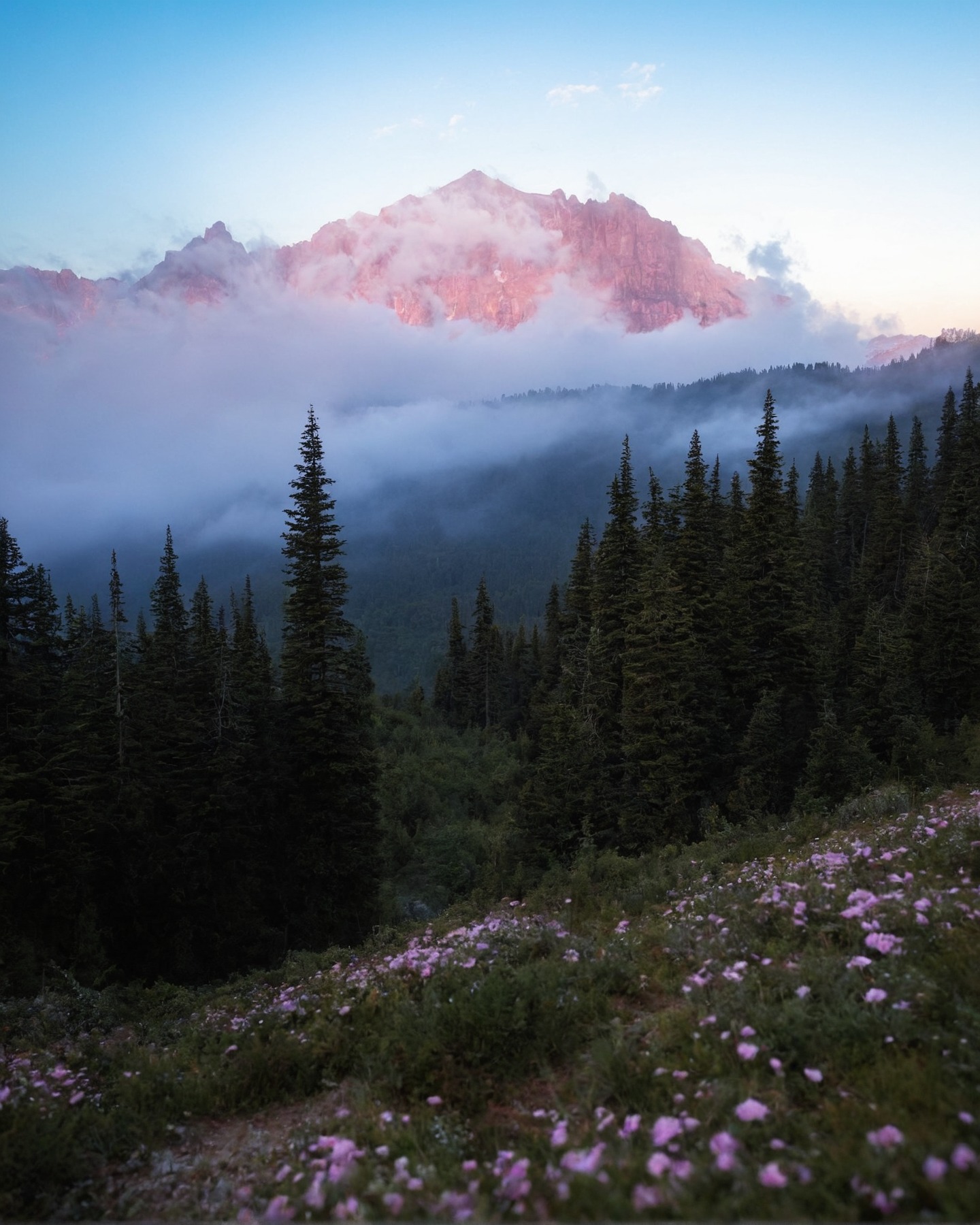 washington, usa, mountains, wildflowers, wilderness