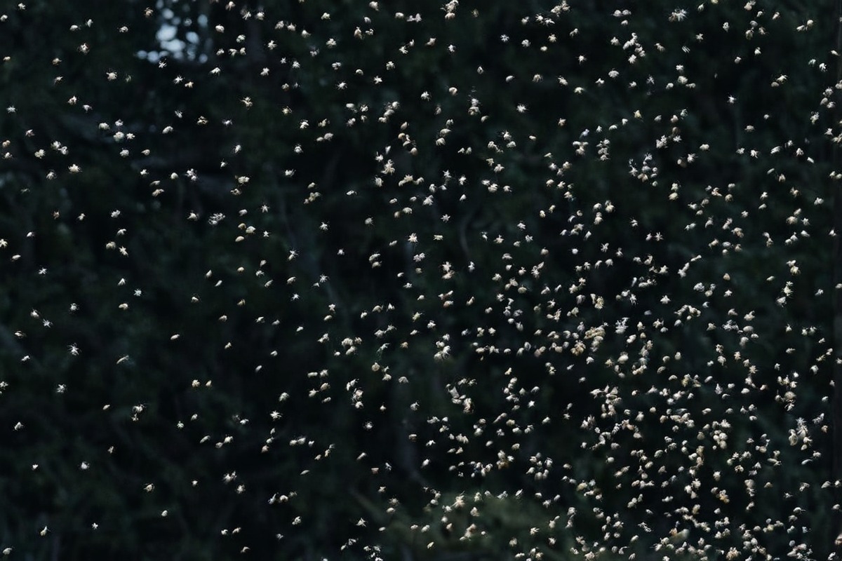 insect, photography, flies, flight