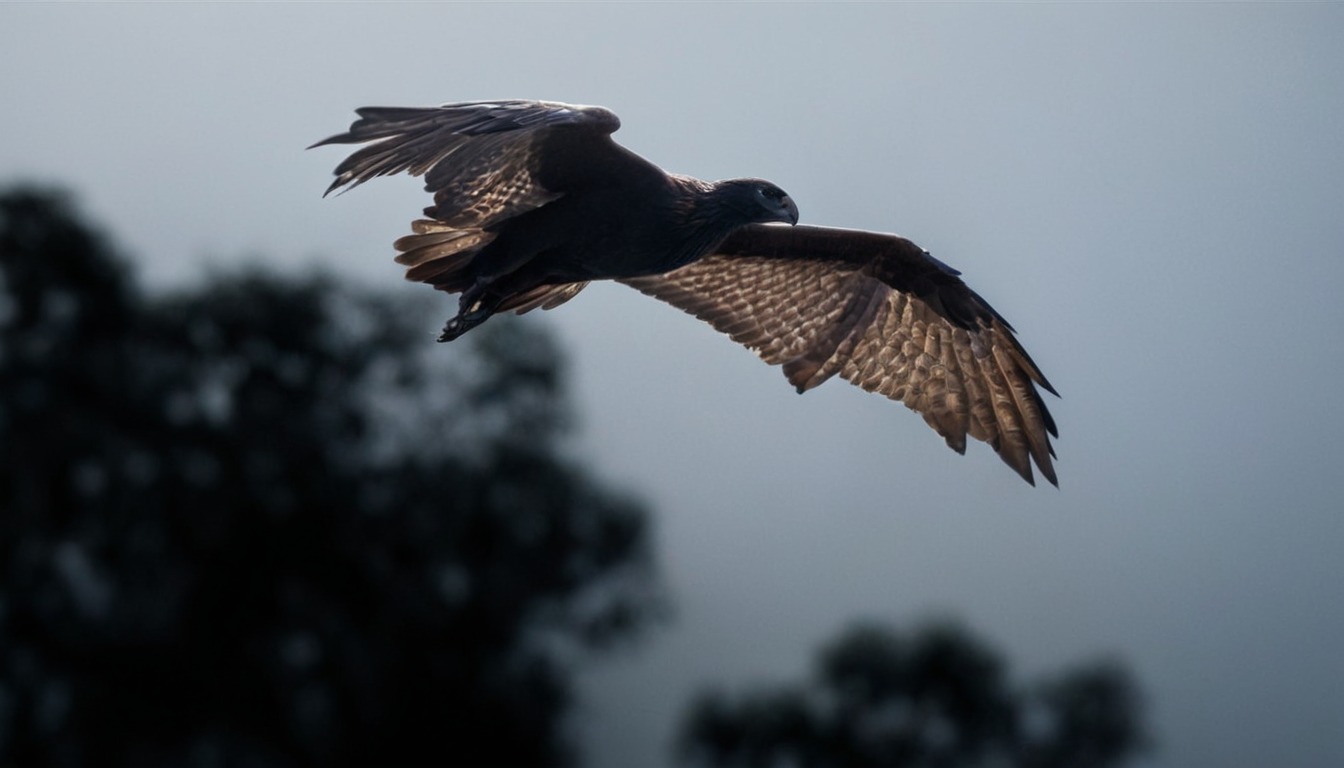 christine ward, wildlife, flying fox, bats