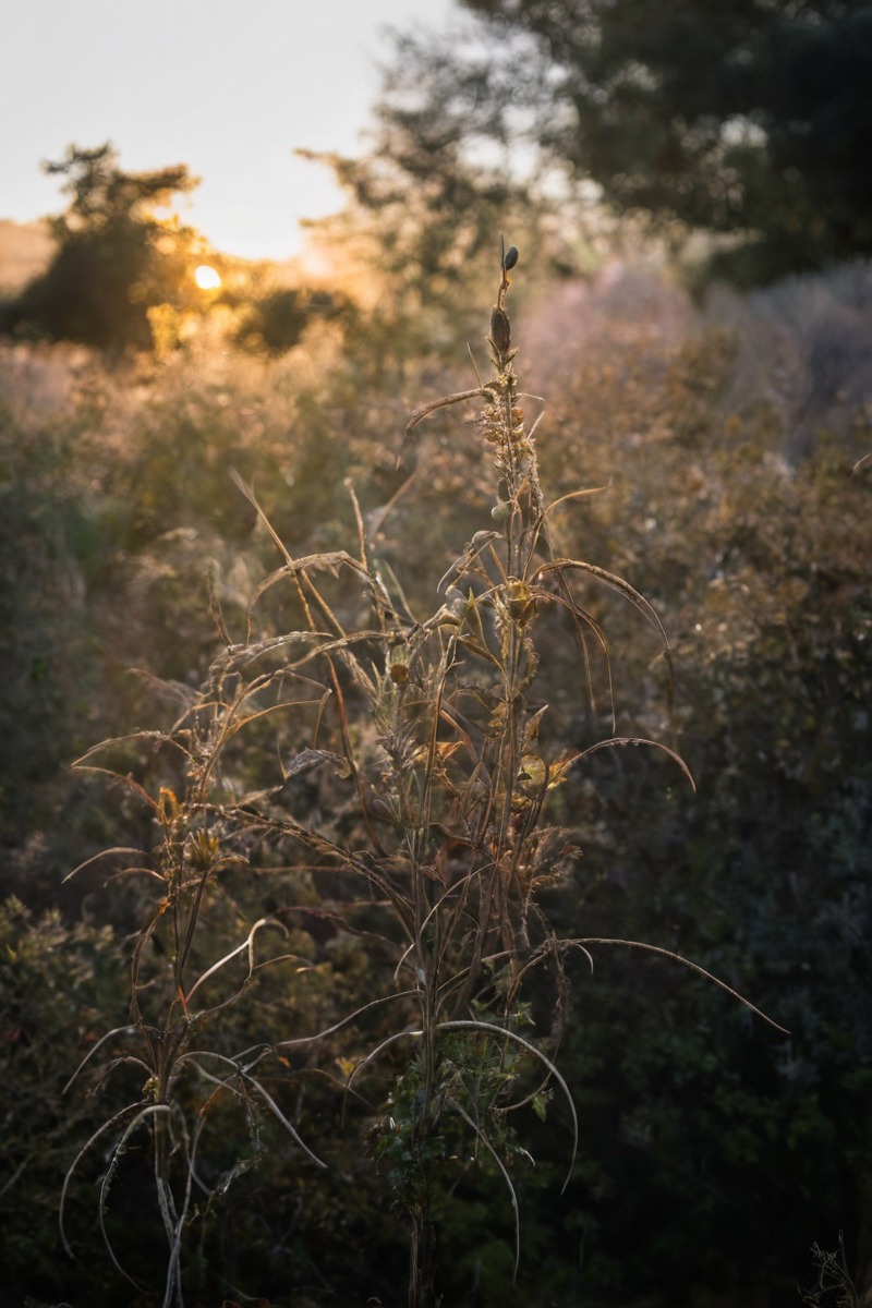 landscapephotography, macrophotography, flowerphotography, naturallight, plants, naturephotography, beauty, photography, autumn, denmark, fall, flower, macro, nature, nordic, october, scandinavia, sun, sunray, sunrise