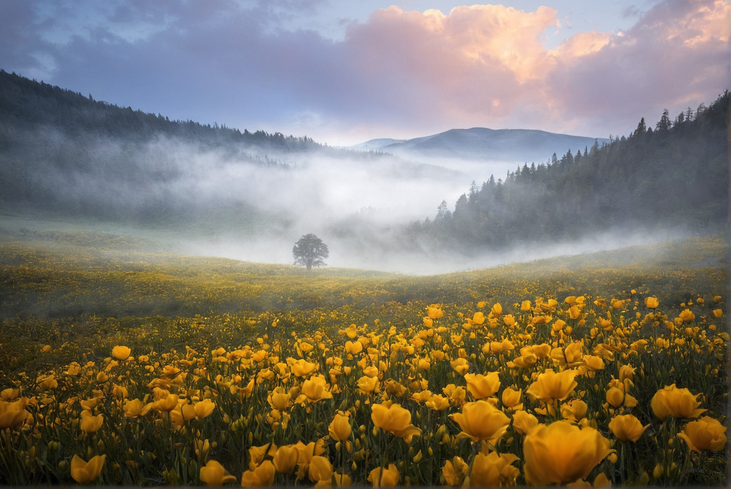 nature, landscape, flowers