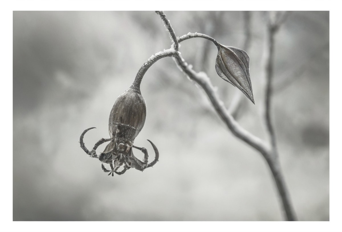 photography, naturephotography, plants