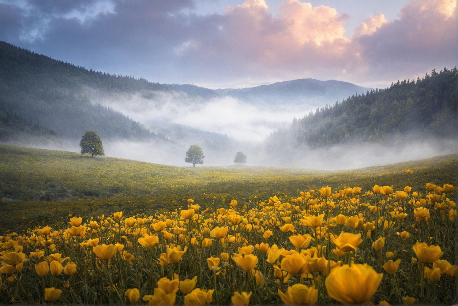 nature, landscape, flowers