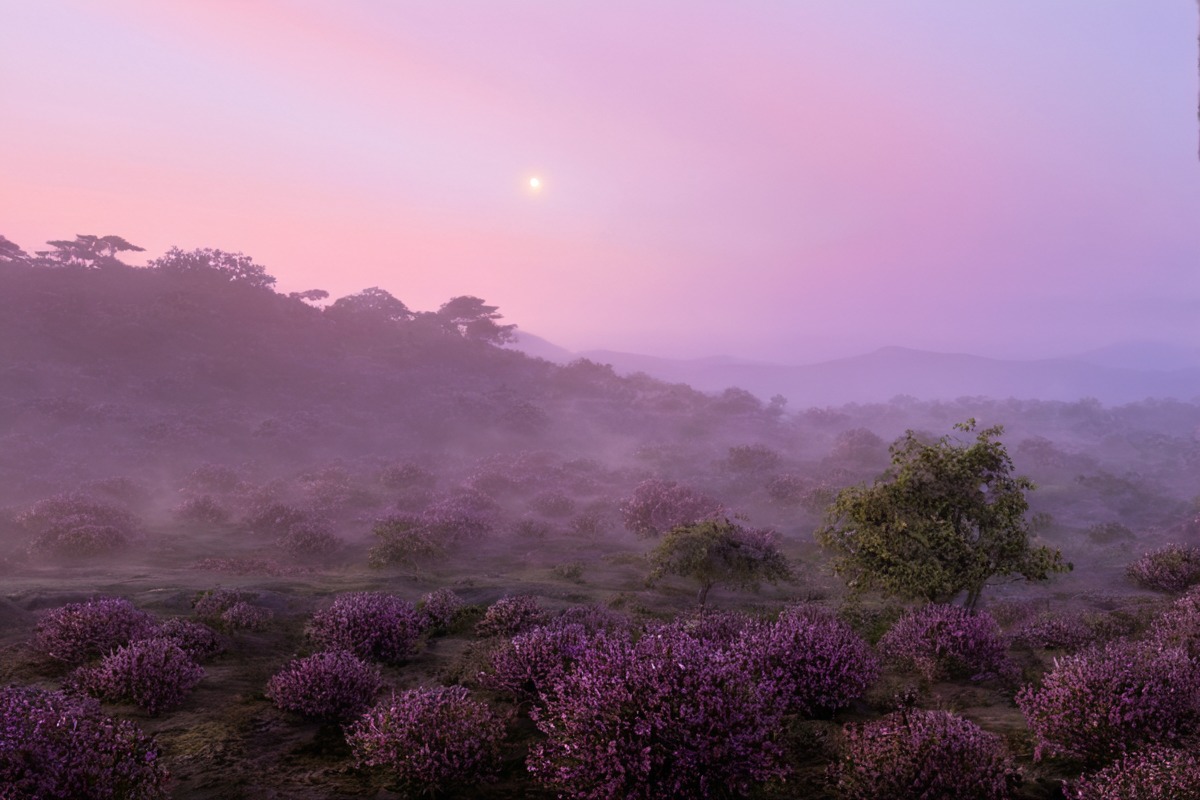 dawn, fog, foggy, haze, hazy, heather, mist, misty, moody, morning, nature, photo, picture, sky, trees, atmosphere, atmospheric, clouds, landscape, landscapephotography, landscapescenery, naturelandscape, naturephotography, peaceful, photograph, photography, purple, sunrise, treescape, moodyphotography