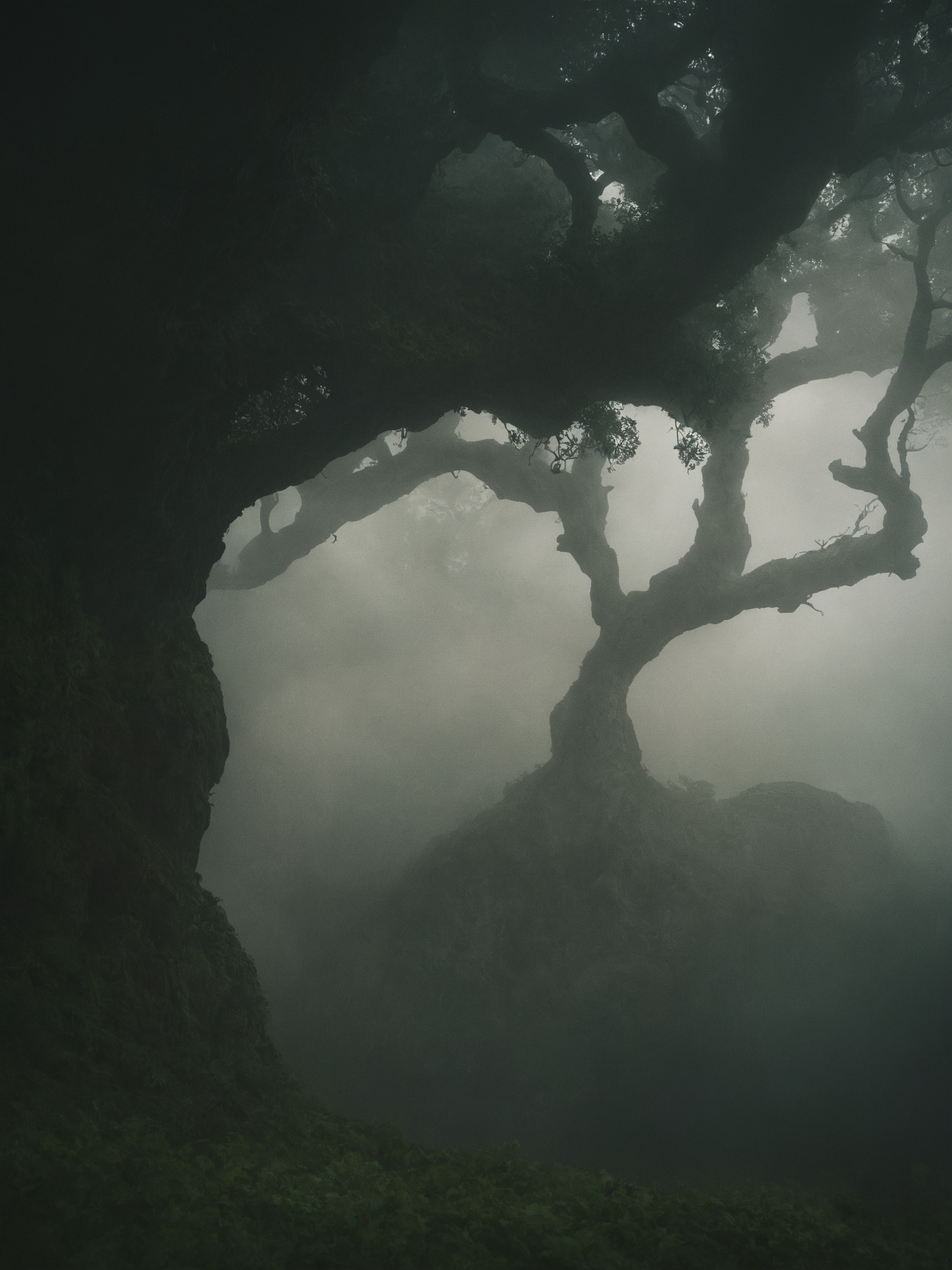 nature, landscape, trees, photography, forest, fog