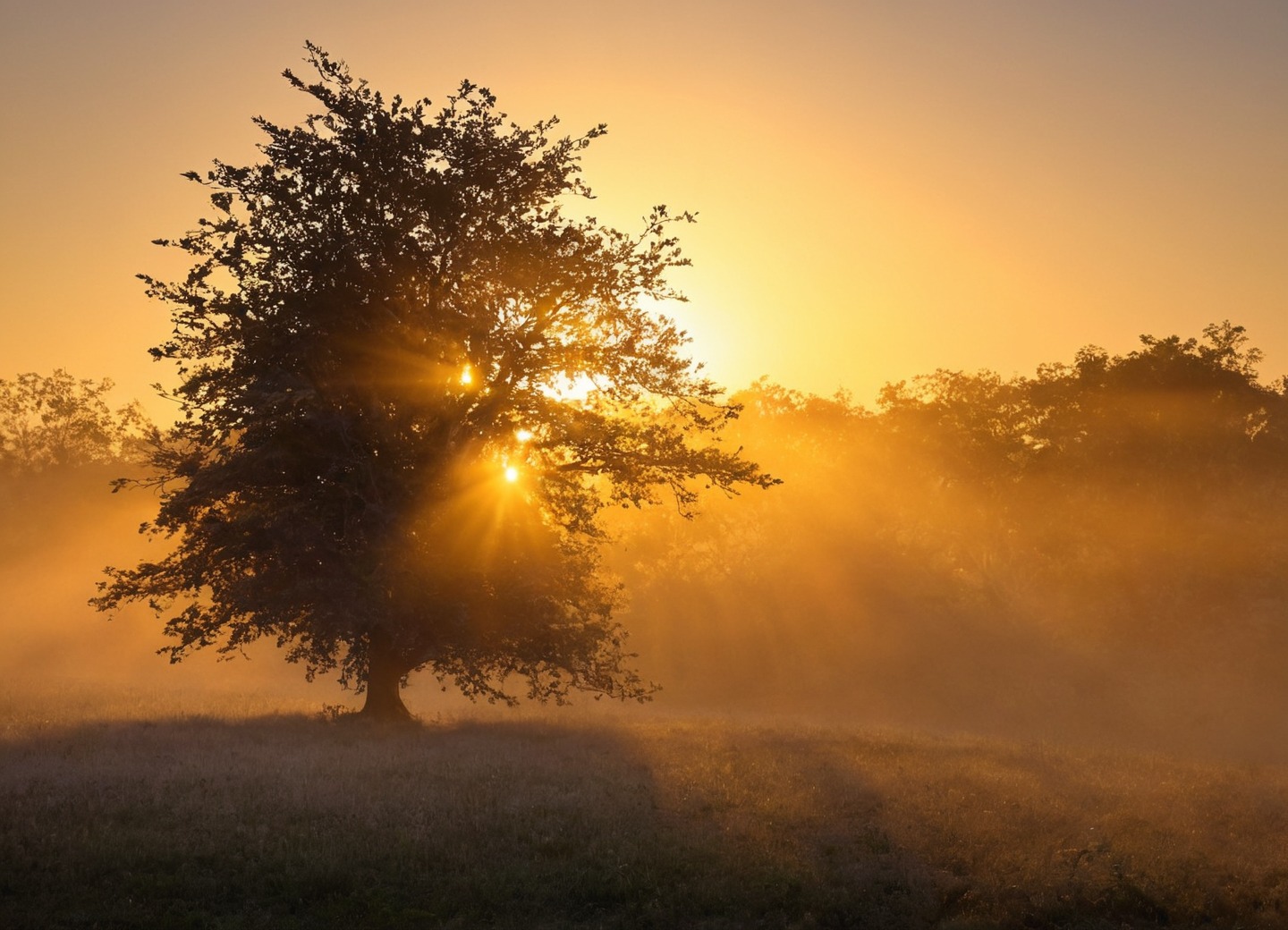 germany, farm, sunrise, horses, sheep, golden light, nature, sunrays