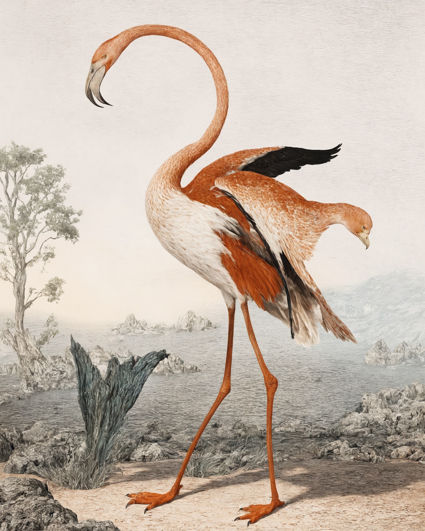 scientific illustration, birds, flamingos