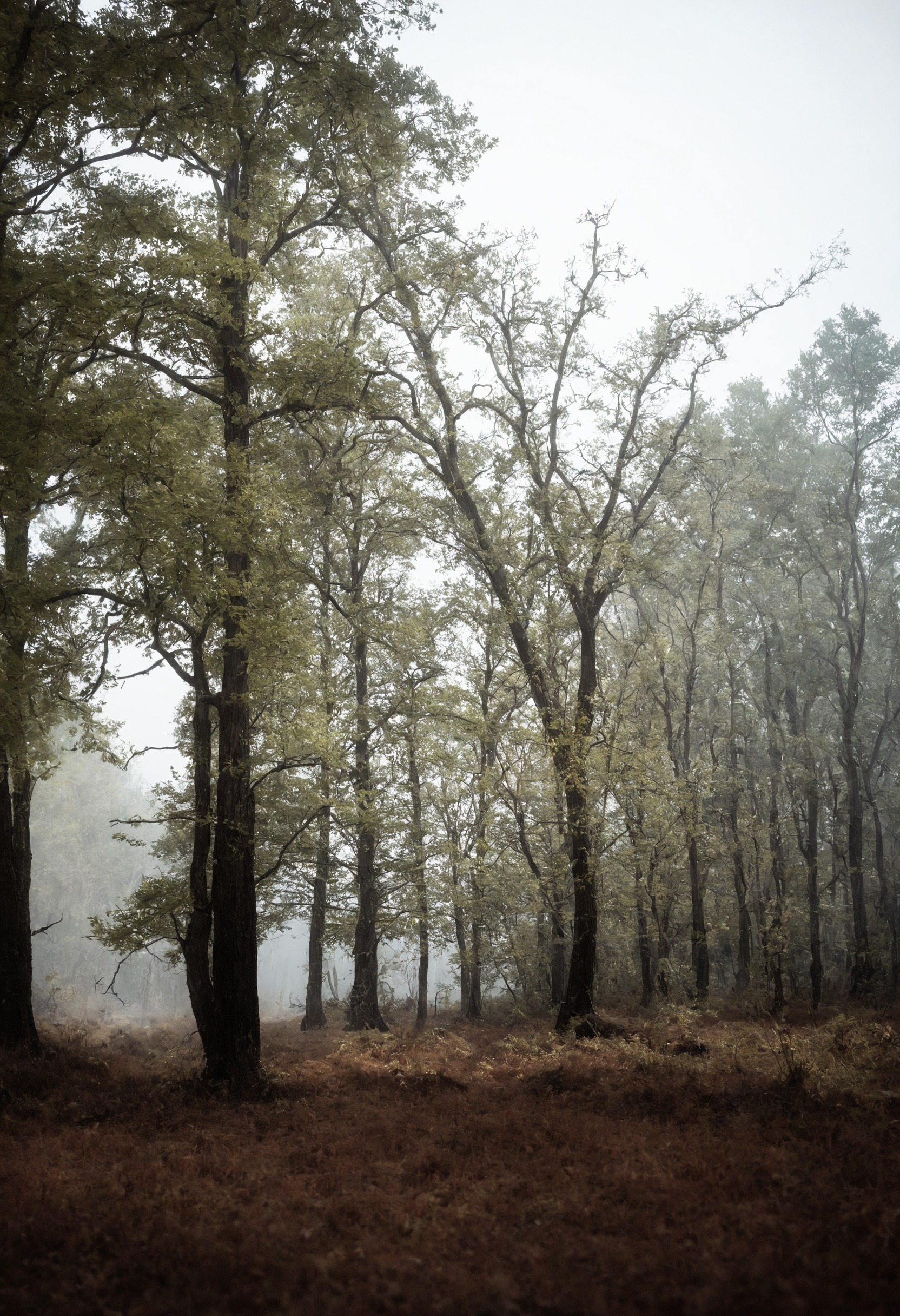 fog, foggy, mist, moody, landscape, forest, nature, beauty, artists on tumblr, photography, aesthetic, washington, pnw, westcoastbestcoast, art, pacific northwest, explore, travel, cottagecore, naturecore, grandmacore, p