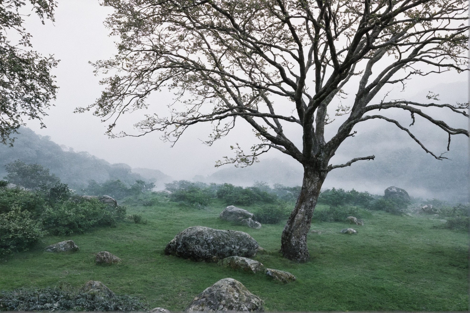 photographers on tumblr, landscape, film photography, artists on tumblr, ireland, trees, 35mm, analog, summer, original photographers, photography, country core