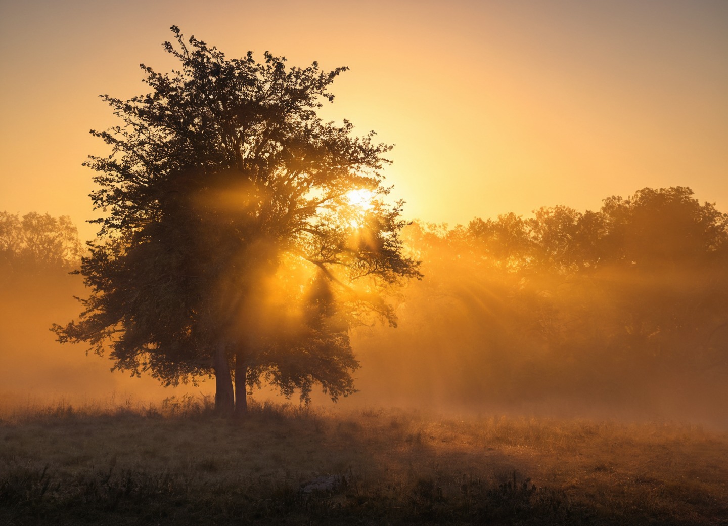 germany, farm, sunrise, horses, sheep, golden light, nature, sunrays