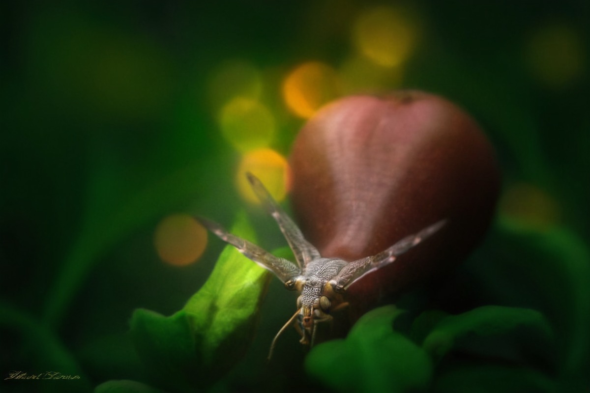 wildlife, naturephotography, macrophotography, closeup, closeupphotography, garden, grass, macro, natu, nature, naturephotograph, outdoor, outdoorphotography, snail, naturebeautiful