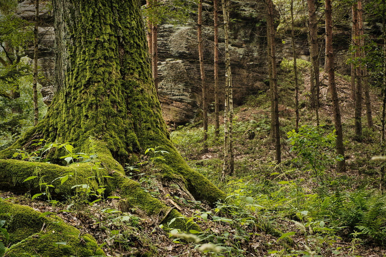 cliffs, forest, moss, nature, naturelandscape, naturephotography, ravine, sandstone, tree, trough, wildlife