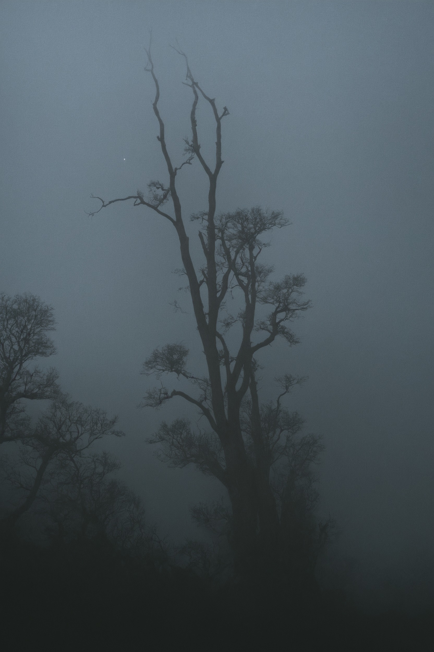 cow, eagle, fog, animals, foggy, mist, moody, landscape, forest, nature, beauty, photographers on tumblr, artists on tumblr, original photographers, original photography, photography, aesthetic, washington, pnw, westcoastbestcoast, art, pacific northwest, explore, travel, cottagecore, naturecore, grandmacore, p