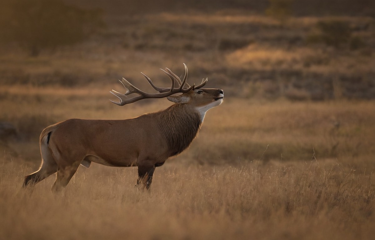 naturephotography, wildlifephotography, wildlife, animal, photography, wildlifeart, wildlifenature, naturebeautiful, wildlifeanimal, nikonphotography, natureandanimals