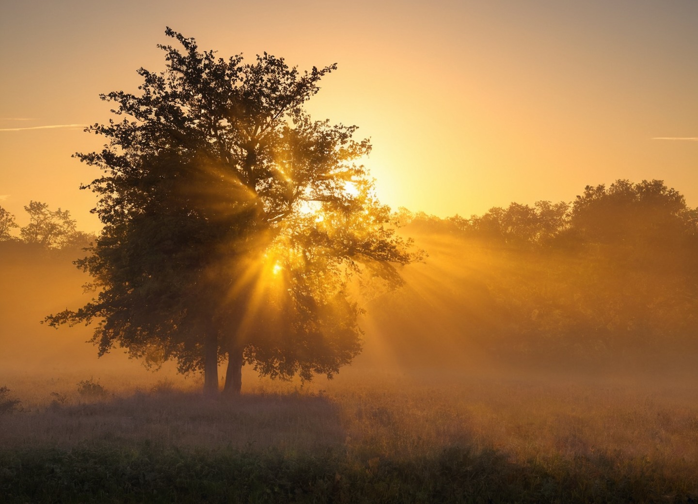 germany, farm, sunrise, horses, sheep, golden light, nature, sunrays