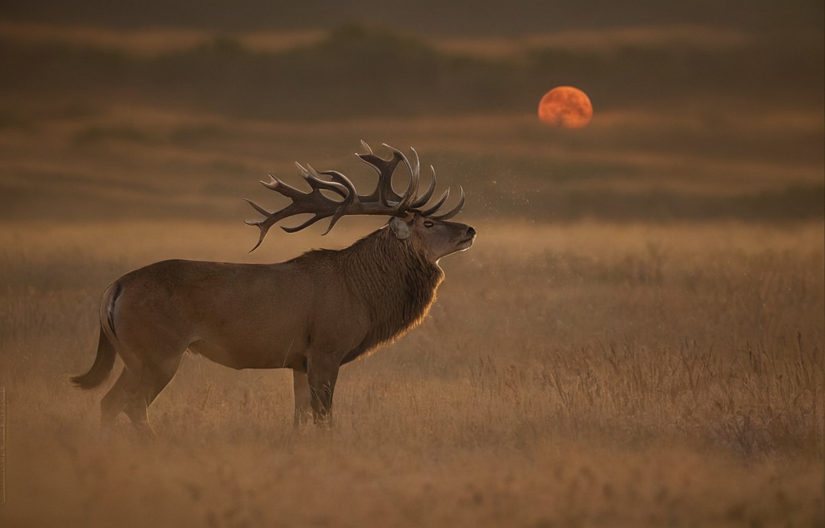 naturephotography, wildlifephotography, wildlife, animal, photography, wildlifeart, wildlifenature, naturebeautiful, wildlifeanimal, nikonphotography, natureandanimals