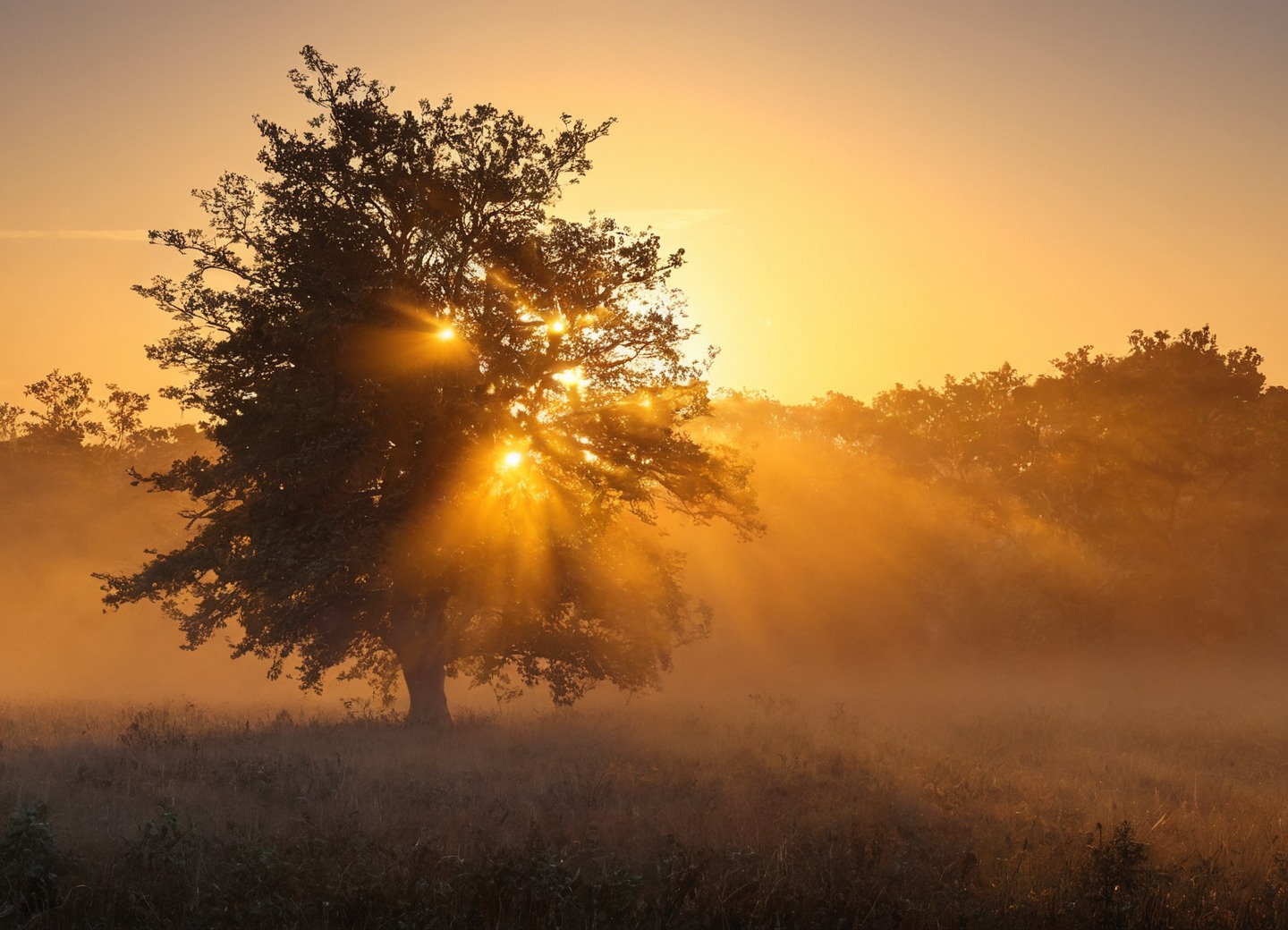 germany, farm, sunrise, horses, sheep, golden light, nature, sunrays