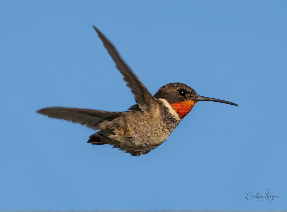 photography, bird, wildlife, birdphotography