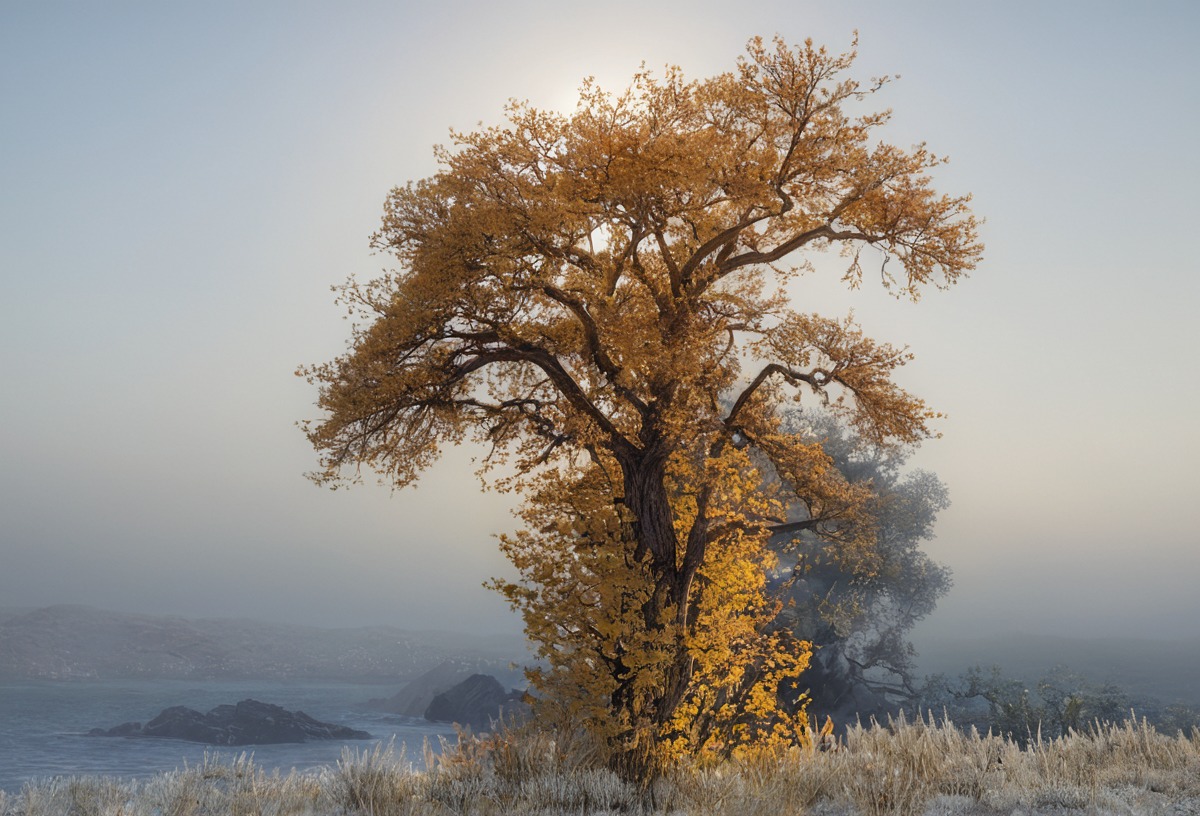 autumn, background, dreamy, fog, frosty, photography, stock, tree, ravenslane