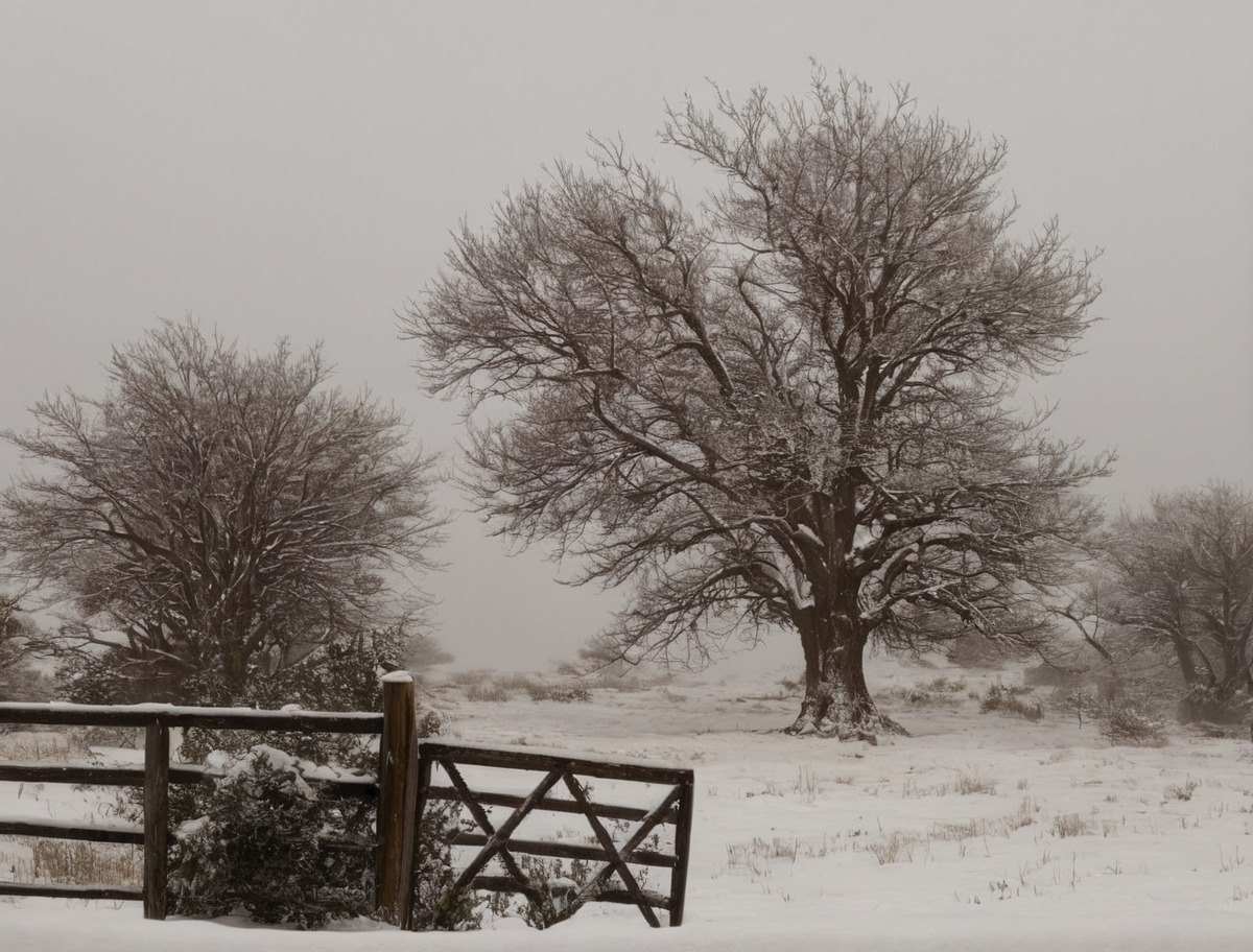 hopeless, love, naturelandscape, naturephotograph, naturephotography, snowwhite, treeslandscape, wintersnow, treephotography, naturebeautiful