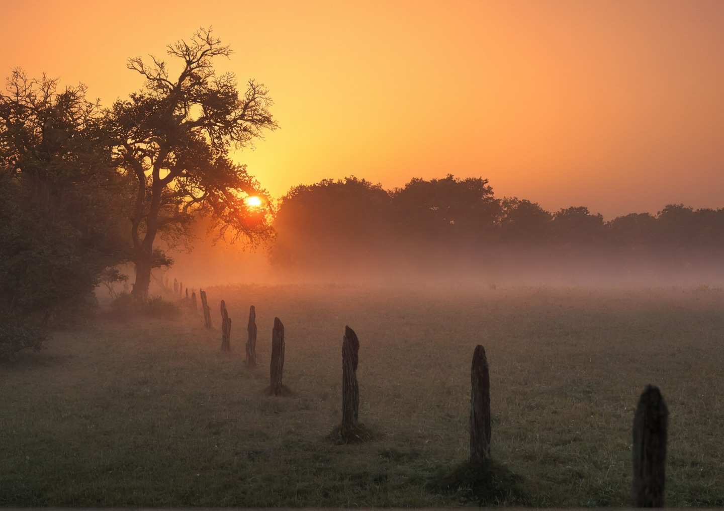 germany, farm, sunrise, horses, sheep, golden light, nature, sunrays