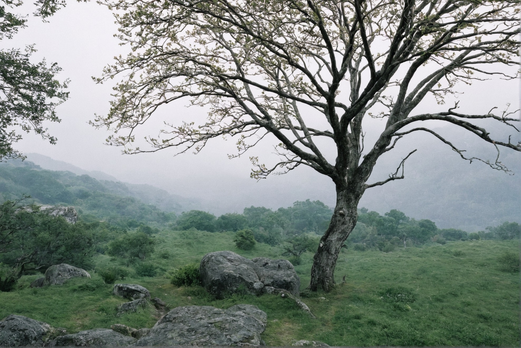 photographers on tumblr, landscape, film photography, artists on tumblr, ireland, trees, 35mm, analog, summer, original photographers, photography, country core