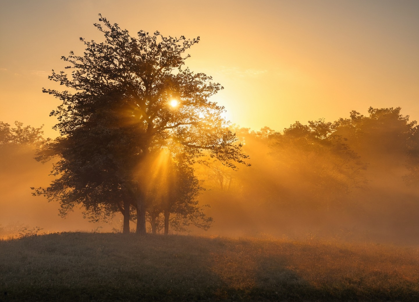 germany, farm, sunrise, horses, sheep, golden light, nature, sunrays