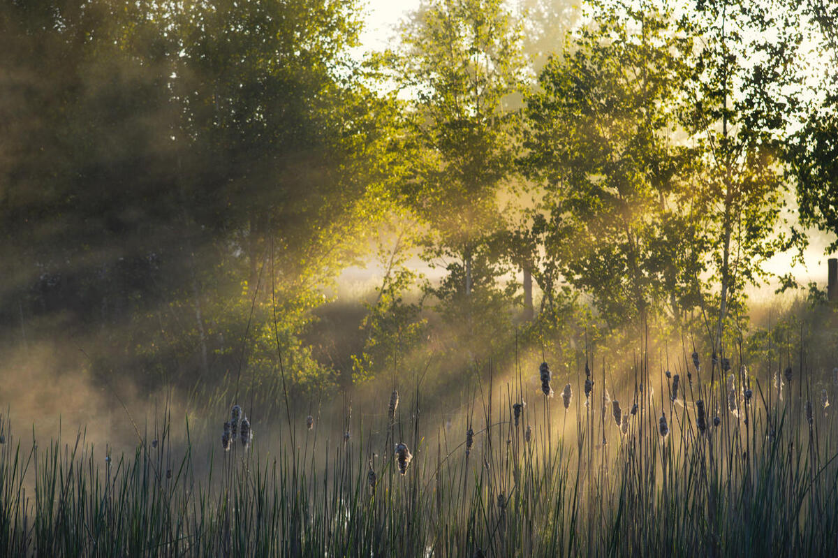 photography, forest, naturephotography, plants, landscapephotography, naturallight, netherlands, photographer, picoftheday, summer, almelo, nikonphotography, photooftheday