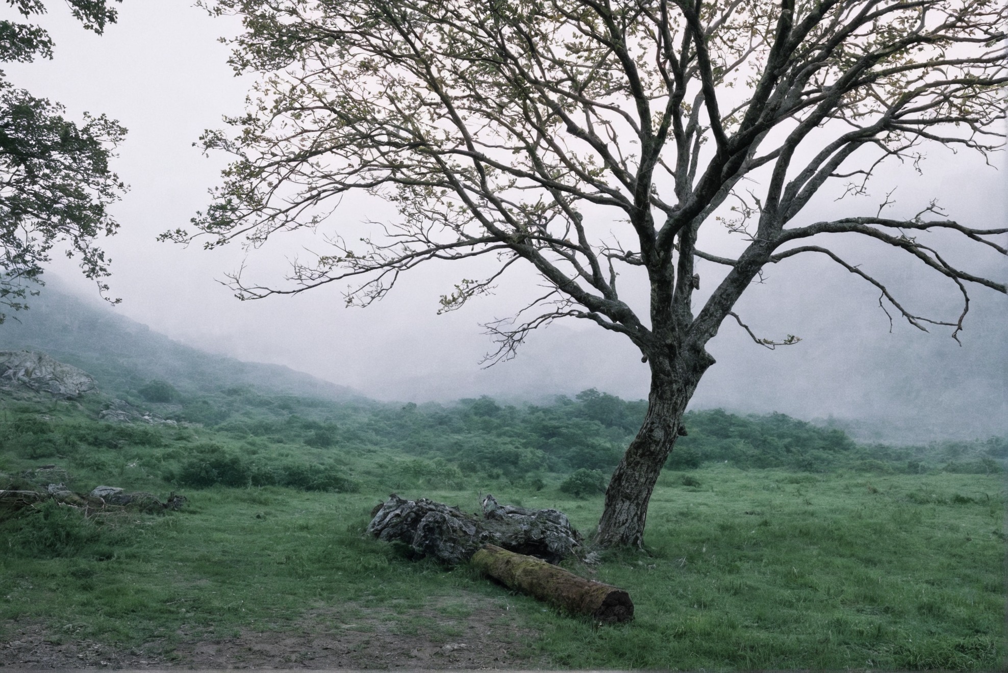 photographers on tumblr, landscape, film photography, artists on tumblr, ireland, trees, 35mm, analog, summer, original photographers, photography, country core