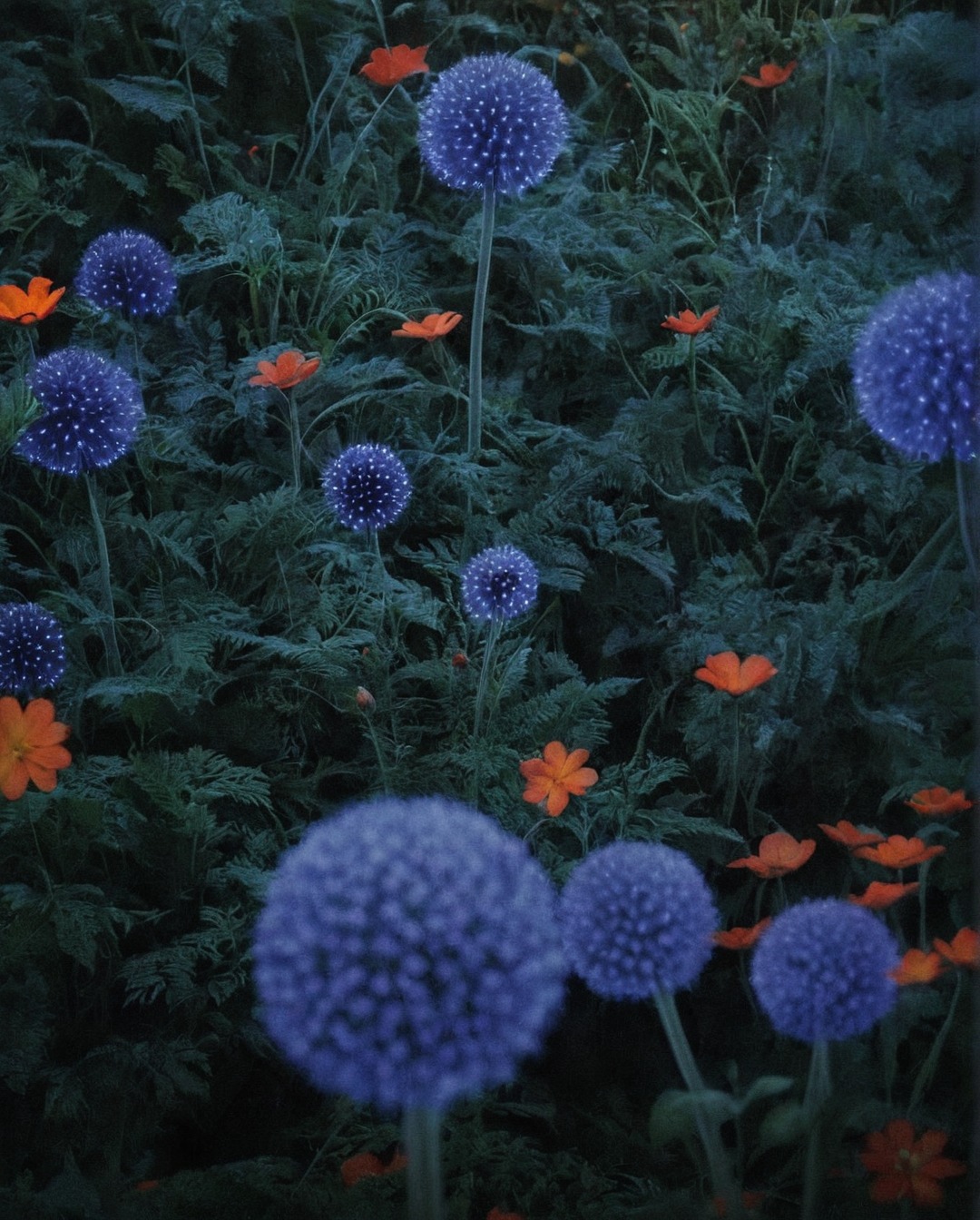 photography, nature, plants, echnips, globe thistle, thistles, art