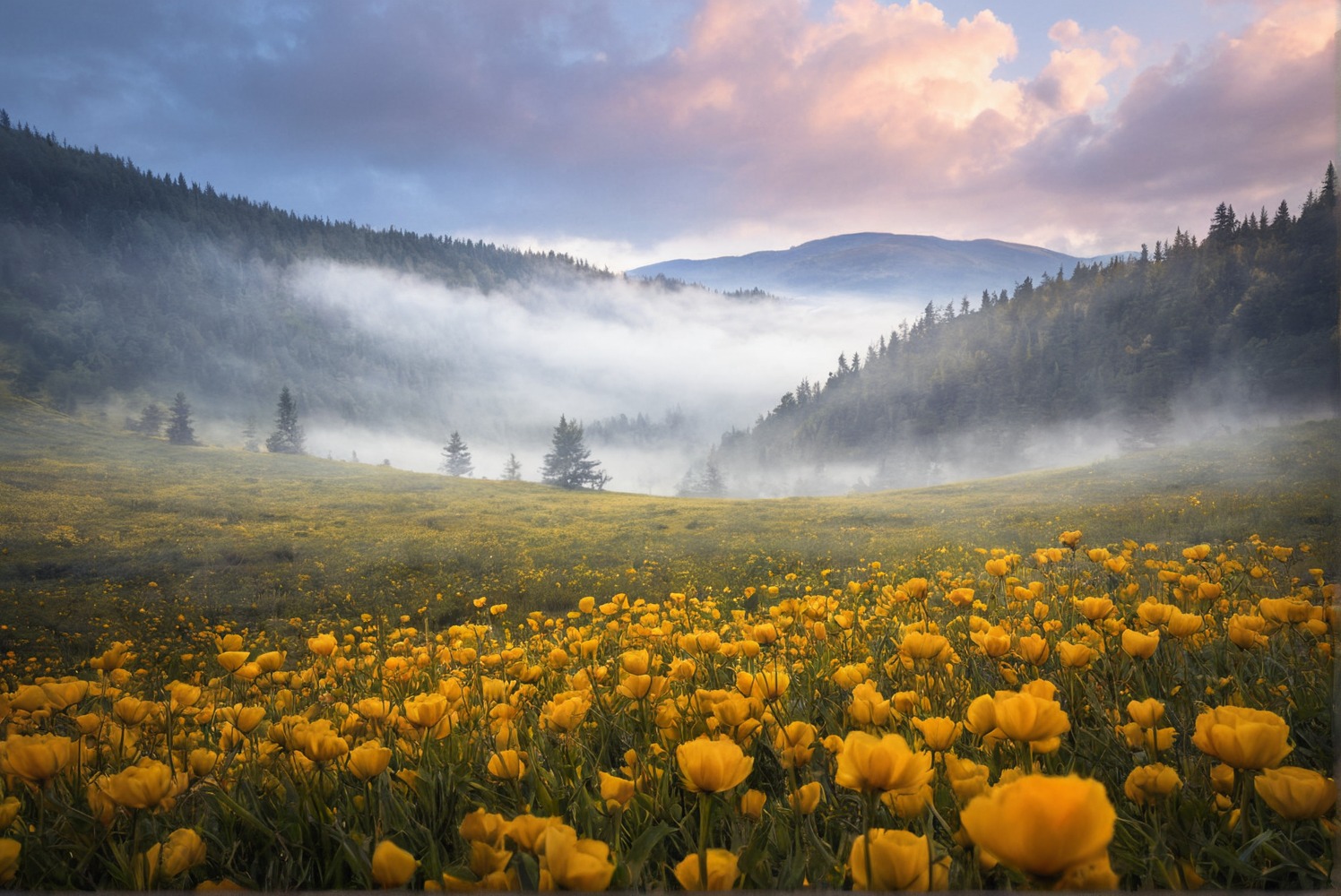 nature, landscape, flowers