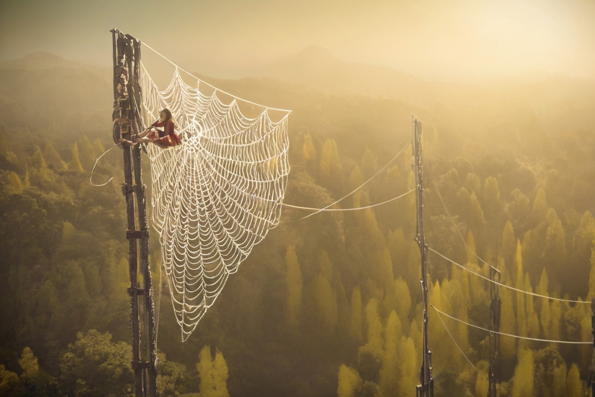 photography, naturephotography, bokeh, forest, spider, macrophotography, foggy, misty, morning, nikon, photo, plants, pentacon50