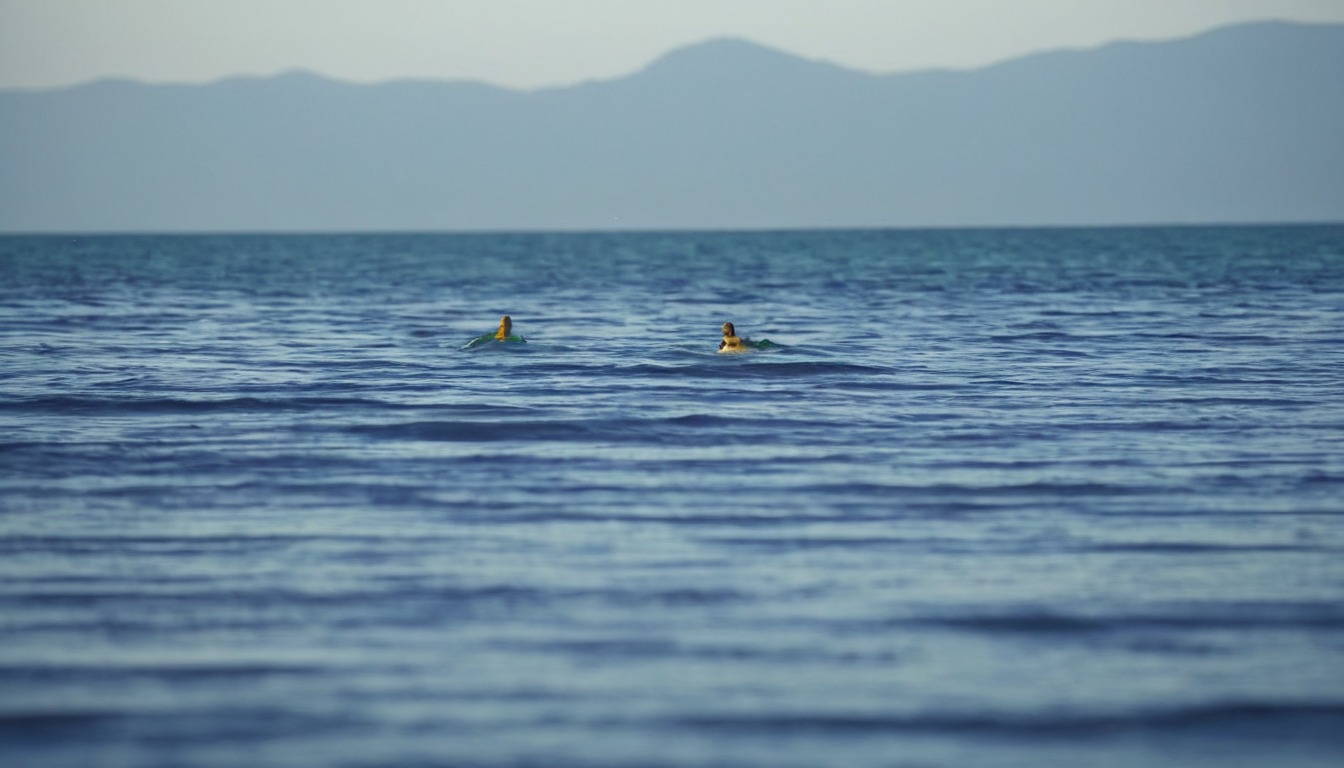 photography, sea, naturephotography, bird, beach, sky, wildlife, island, conceptart, animal