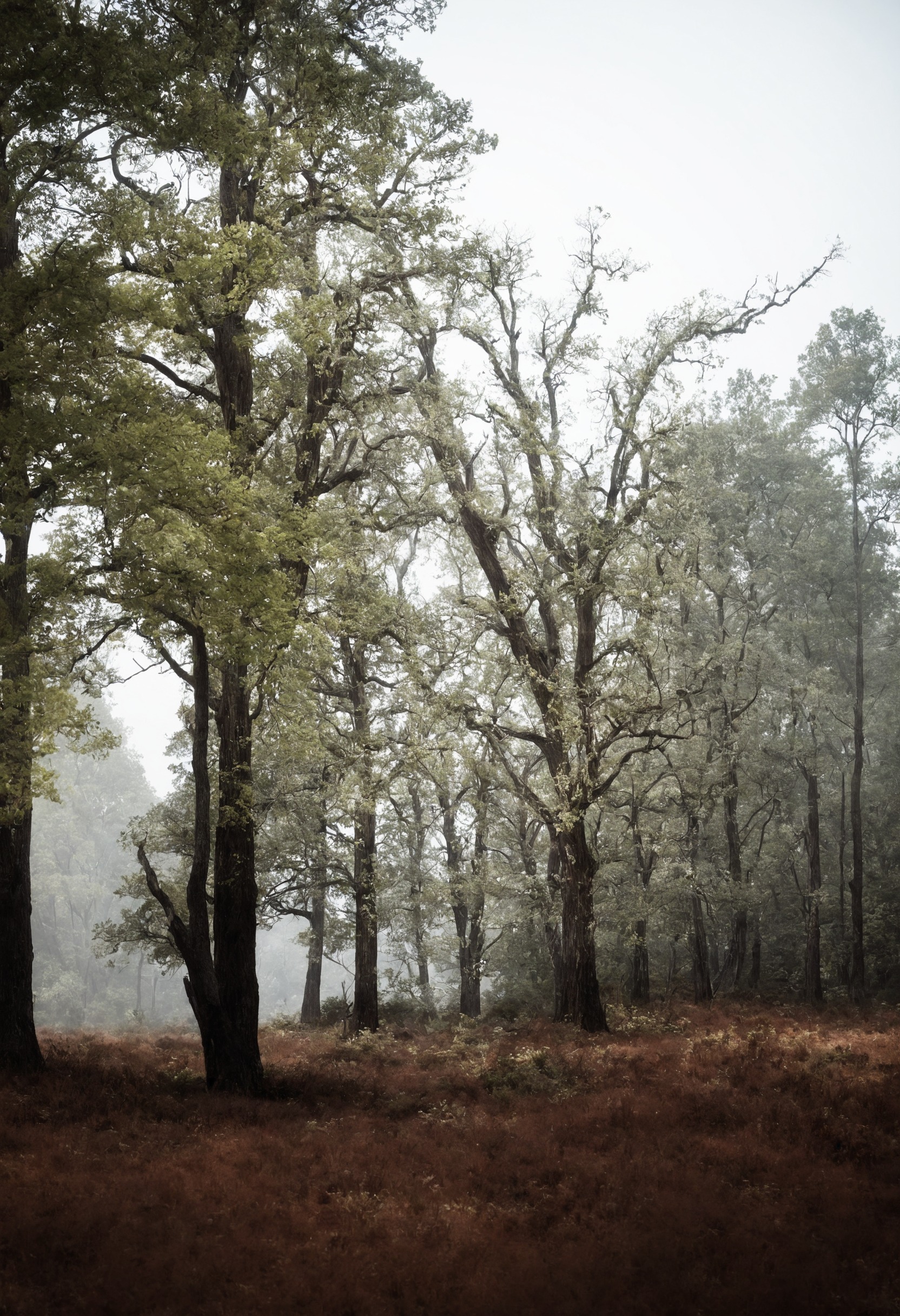 fog, foggy, mist, moody, landscape, forest, nature, beauty, artists on tumblr, photography, aesthetic, washington, pnw, westcoastbestcoast, art, pacific northwest, explore, travel, cottagecore, naturecore, grandmacore, p