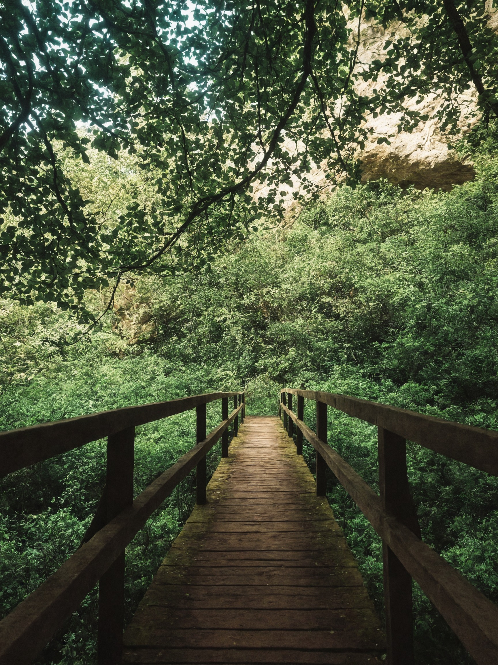 nature, photography, landscape, forest, trees, hiking, bridge