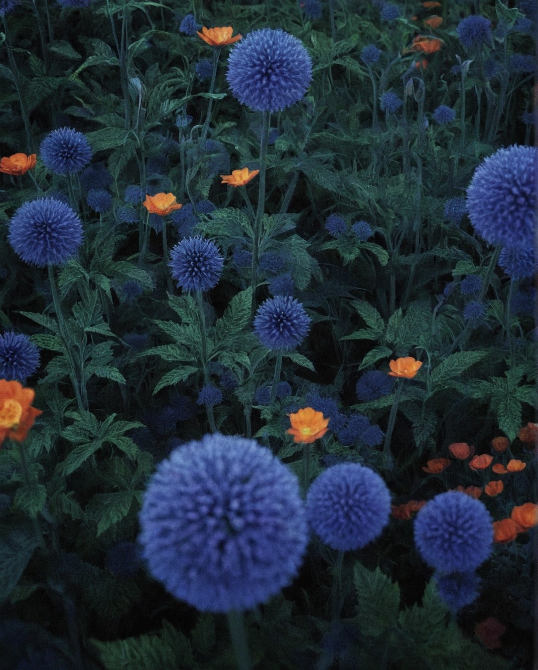 photography, nature, plants, echnips, globe thistle, thistles, art